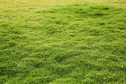 Grass effect layer