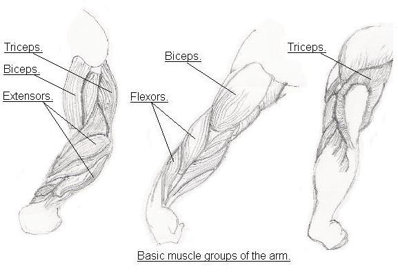 Arms-How to draw arms. Basic muscle groups of the arm.