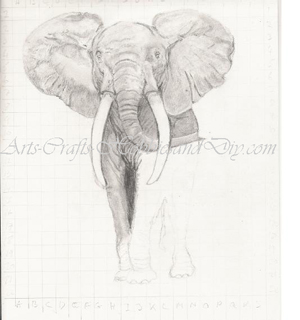 How to draw an Elephant. Elephant drawing.